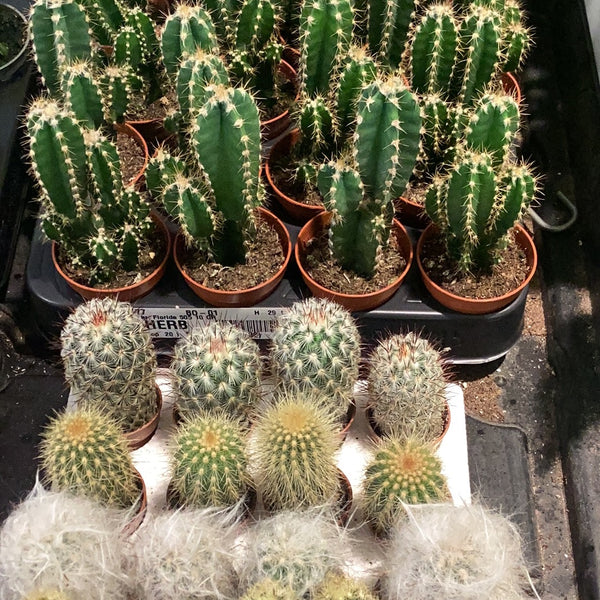 Kaktus mix