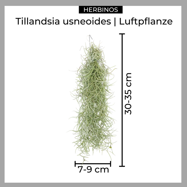 Tillandsia usneoides - herbinos