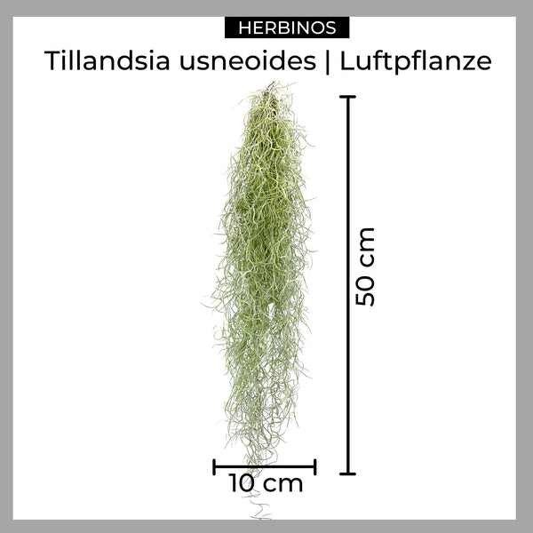 Tillandsia usneoides | 50cm - HERBINOS